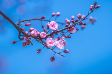 Sakura pembe olarak çiçeklenmeye başlar.