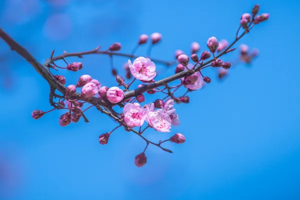 Sakura comienza a florecer en rosa Imagen De Stock