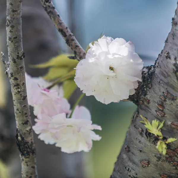 Japán sakura virágokat a cseresznye fa ága. — Stock Fotó