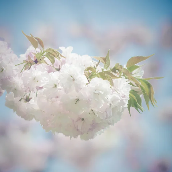 Beyaz Japon sakura çiçekleri — Stok fotoğraf