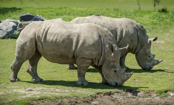 Un par de rinocerontes blancos Imágenes De Stock Sin Royalties Gratis