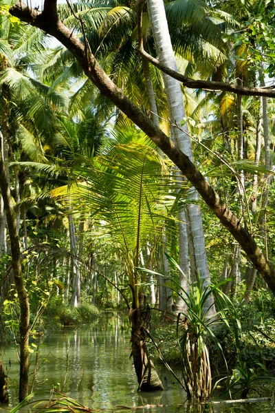 Kerala rozlewiska dżungli — Zdjęcie stockowe