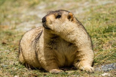 Marmot çayır üzerinde