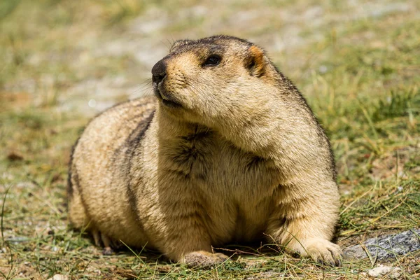 Marmot çayır üzerinde