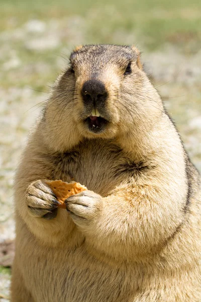Funny marmot with bisquit on the meadow — Stock Photo, Image