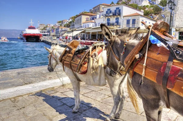 Asini sull'isola greca — Foto Stock