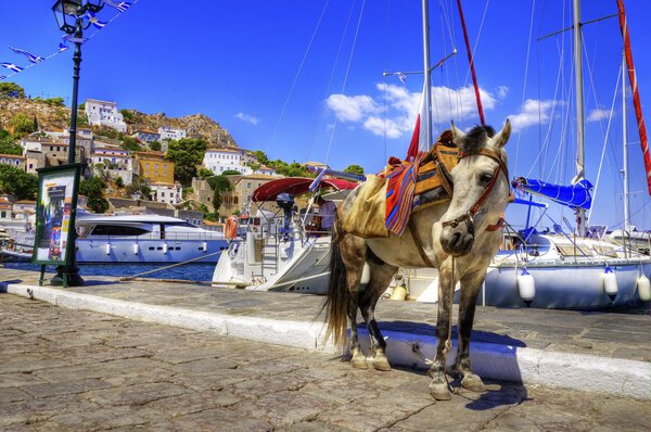 Donkey on Greek island