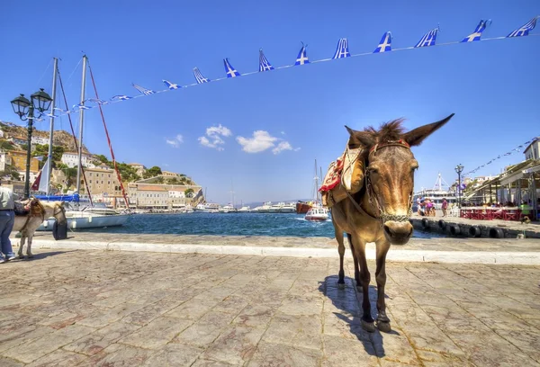 Donkey on Greek island — Stock Photo, Image