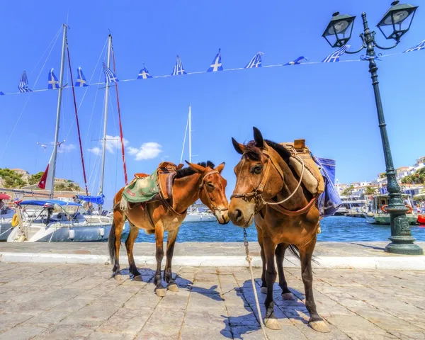 Burros na ilha grega — Fotografia de Stock
