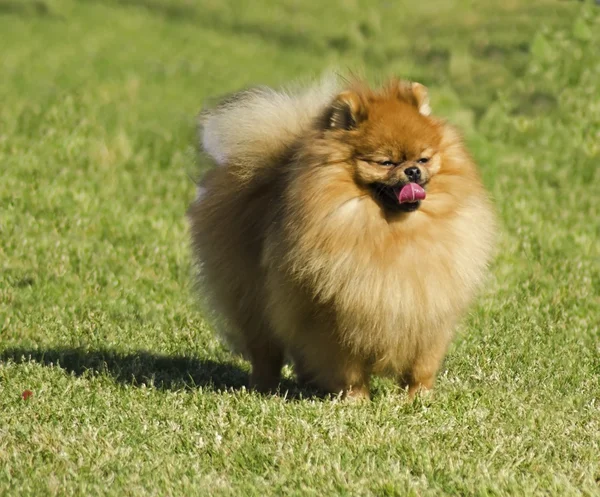 Cão da Pomerânia — Fotografia de Stock