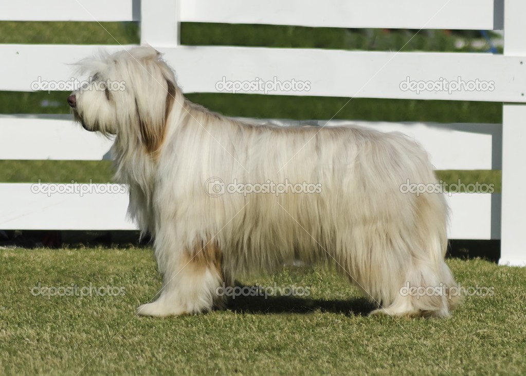 Briard dog — Stock Photo © f8grapher #24001095