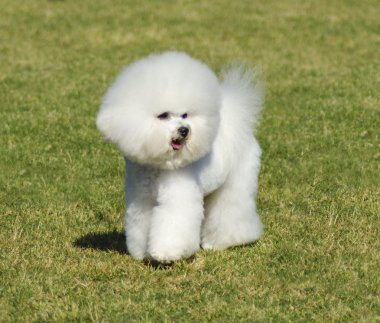 Bichon frise köpek
