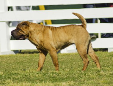 shar pei köpek