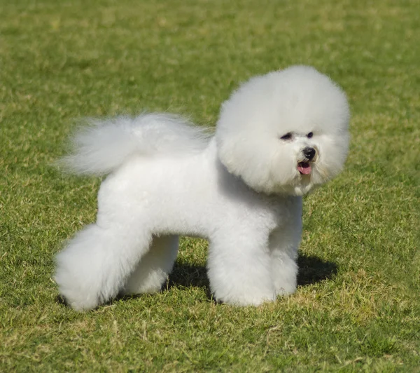 Perro Bichón Frisé —  Fotos de Stock