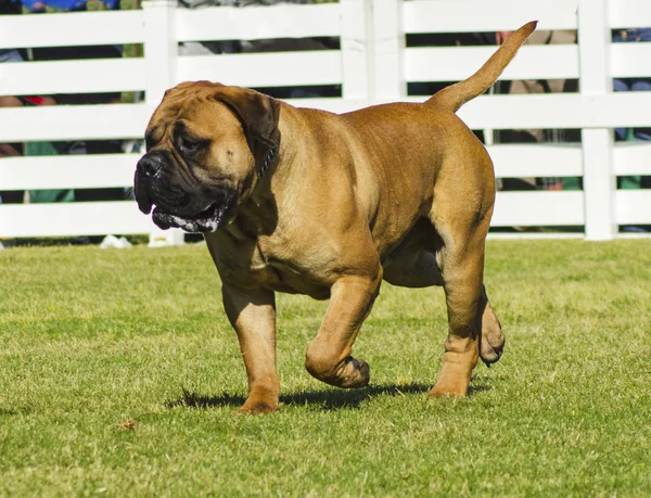 Perro Bullmastiff — Foto de Stock