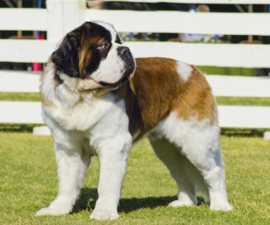 St. bernard köpeği
