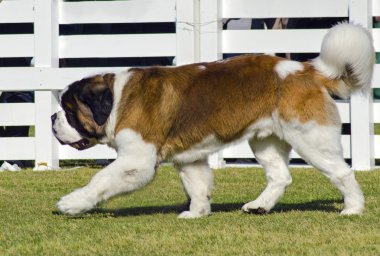 St. bernard köpeği