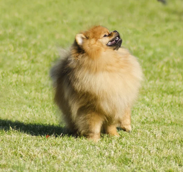 Cão da Pomerânia — Fotografia de Stock