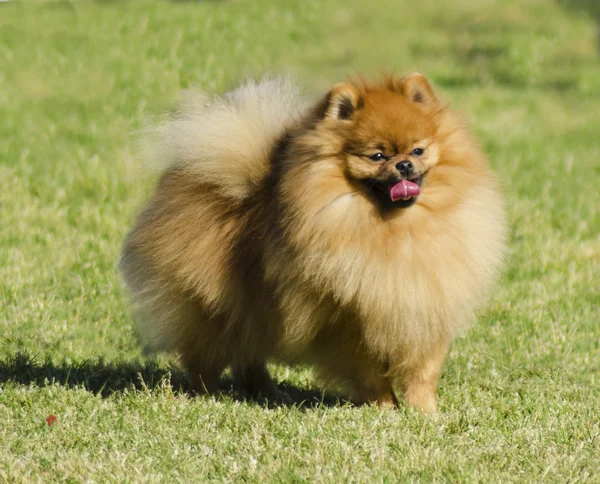 Pomeranian hund — Stockfoto