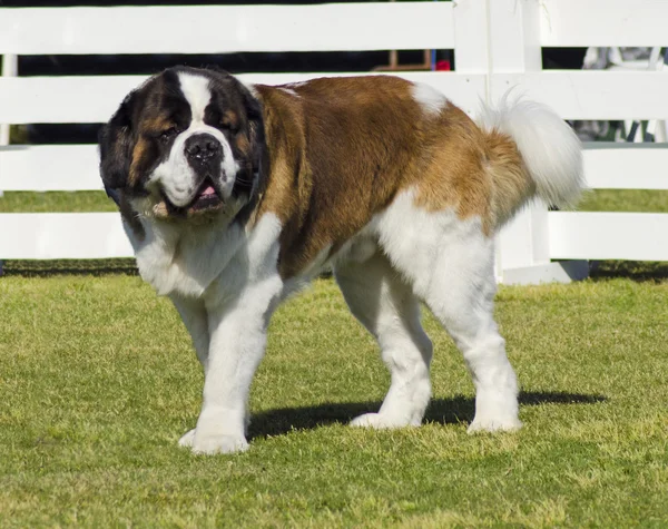 St. bernard hund — Stockfoto