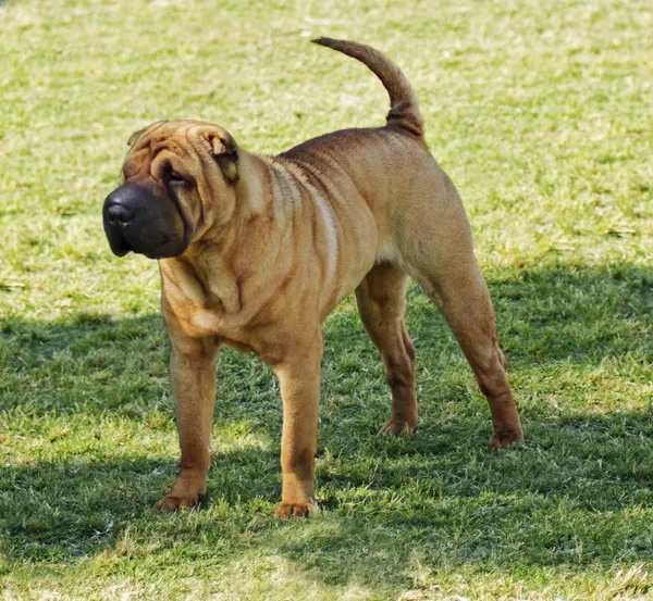 Shar Pei cane — Foto Stock