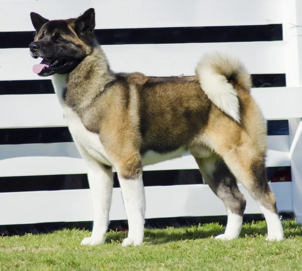 Akita, pies — Zdjęcie stockowe
