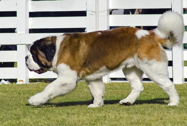 San Bernardo perro — Foto de Stock