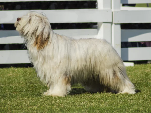 Briard σκυλί — Φωτογραφία Αρχείου