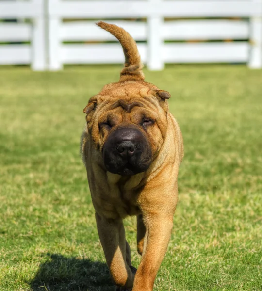 Шар-пей собака — стокове фото