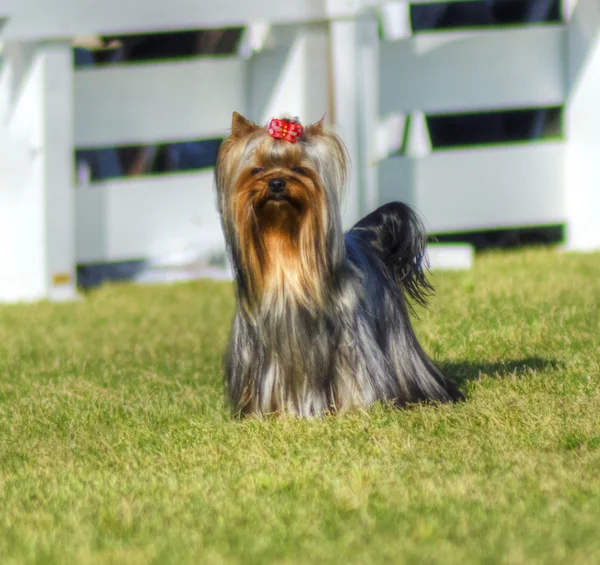 Pies z Yorkshire Terrier — Zdjęcie stockowe