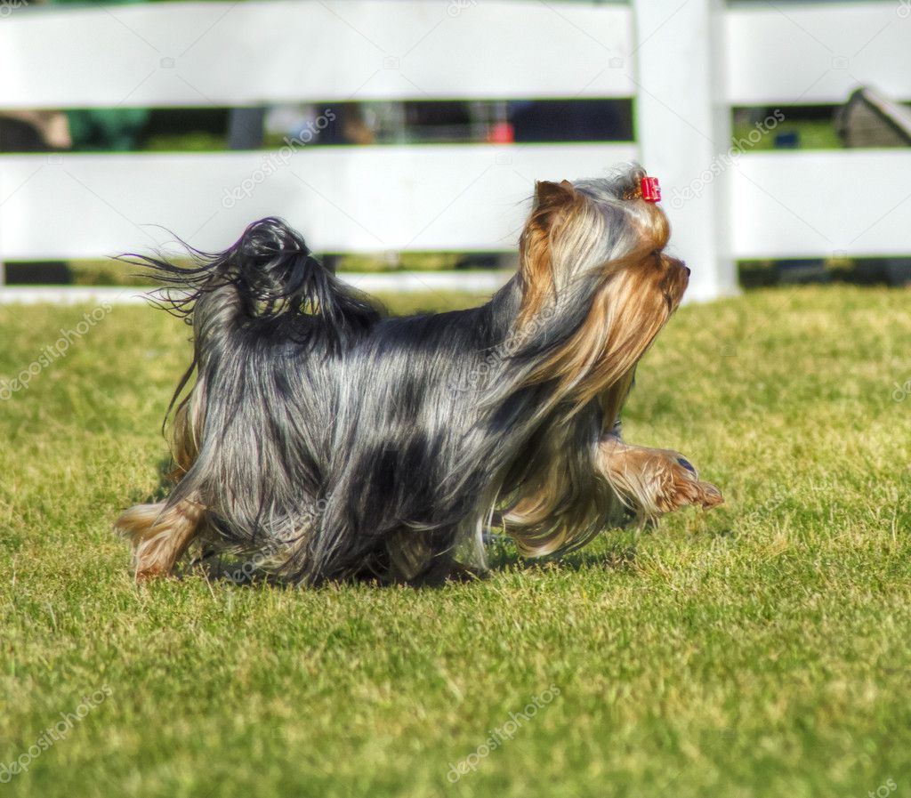 Yorkshire Terrier dog