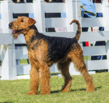Airedale Terrier dog clipart