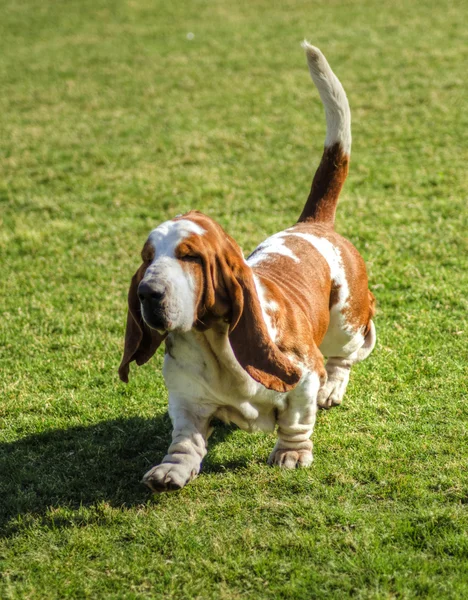 Basset Hound dog — Stock Photo, Image