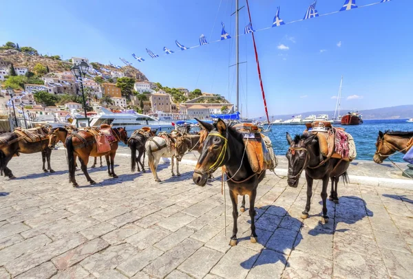 Donkeys on Greek island — Stock Photo, Image