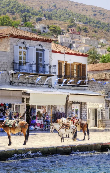 Donkeys on Greek island — Stock Photo, Image