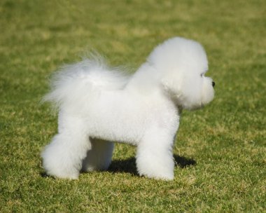 Bichon Frise