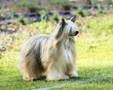 Çince Tepeli Köpek (Powderpuff)