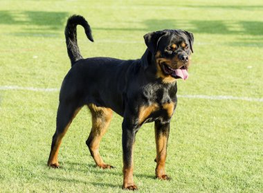 Rottweiler köpek