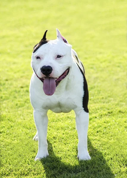 Amerikanische Bulldogge — Stockfoto