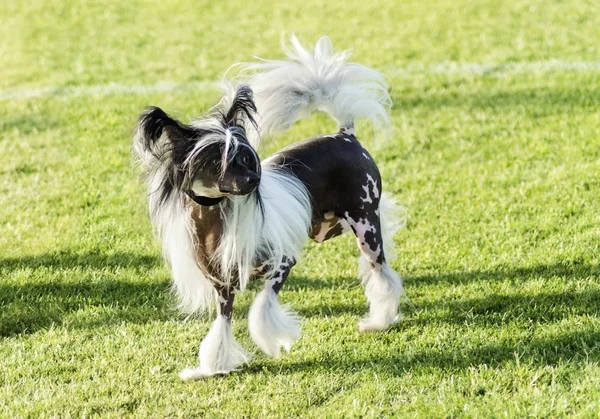 Chinese Crested dog — Stockfoto