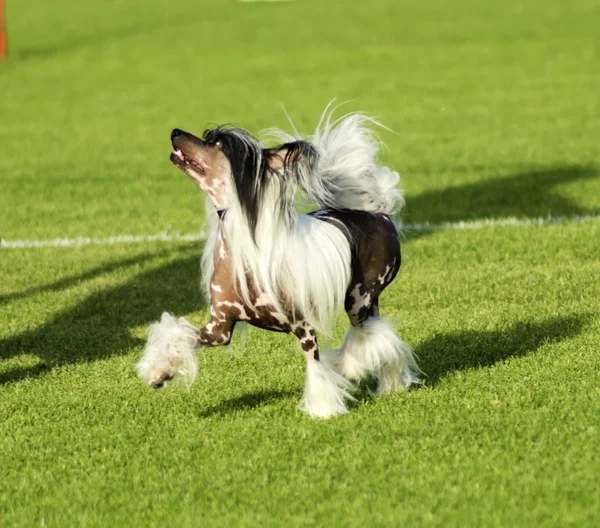 Perro cresta chino — Foto de Stock