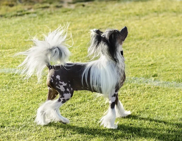 Cane Crested cinese — Foto Stock