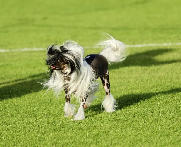 Chinese Crested dog — Stock Photo, Image