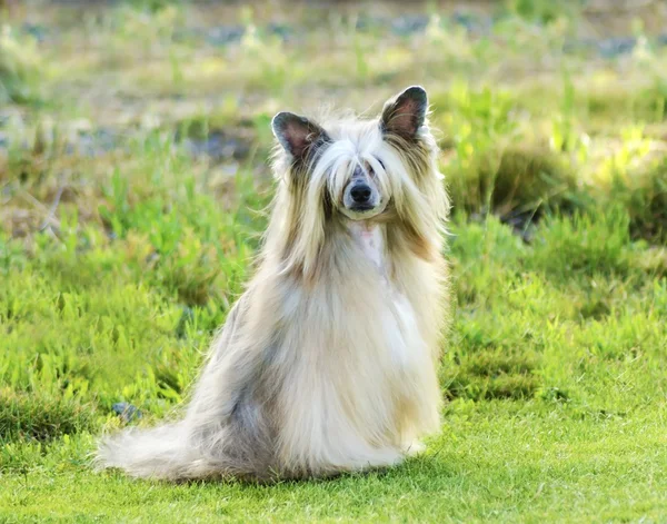 Chinese Crested dog (Powderpuff) — Stock Photo, Image