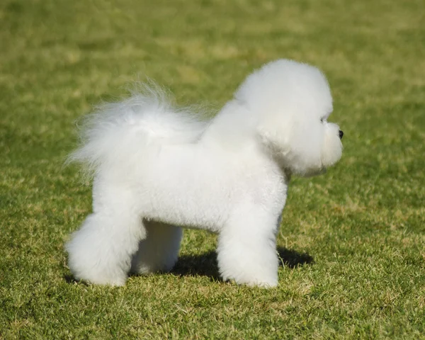 Bichon Frise — Stockfoto