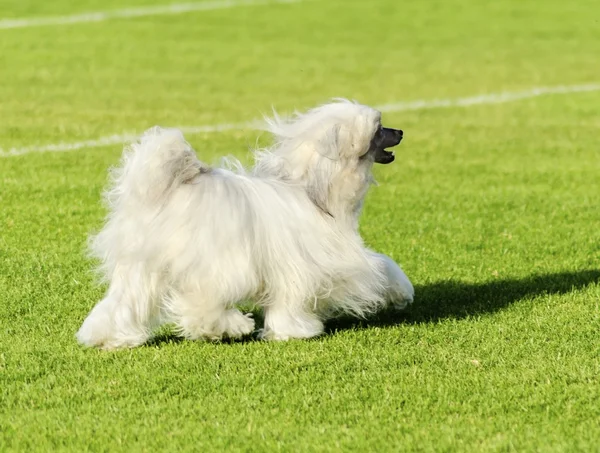 チャイニーズ ・ クレステッド ・犬 (Powderpuff) — ストック写真