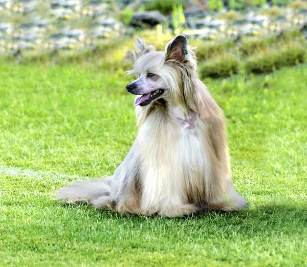 Chinese Crested dog (Powderpuff) — Stock Photo, Image