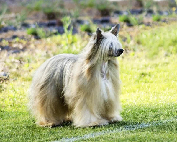 Kinesisk nakenhund hund (Powderpuff) — Stockfoto