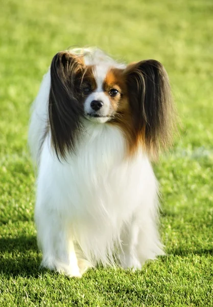 Papillon hond — Stockfoto