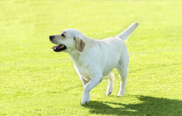 ラブラドル ・ レトリーバー犬 (白) — ストック写真